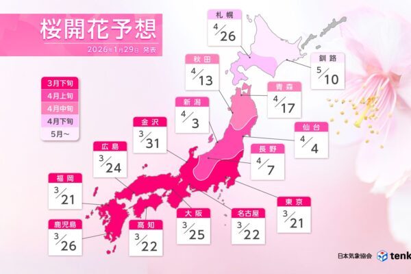 A Temporada das Cerejeiras Japonesas em 2026 e os Encantos da Primavera
