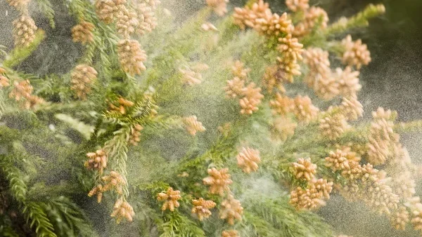 Polen ou Kafun (花粉) no Japão em 2026 — O que você precisa saber