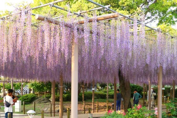 Primavera no Japão: parques incríveis para ver flores além da sakura