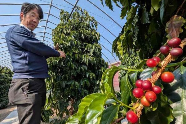 Café no norte do Japão?! A mudança que ninguém esperava ☕🇯🇵
