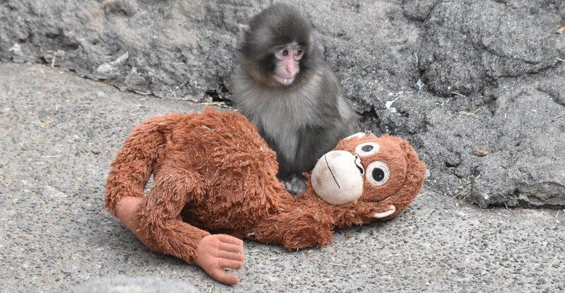 🐒 Caos no Zoológico: Fãs do “macaco viral” ultrapassam limites e acabam presos