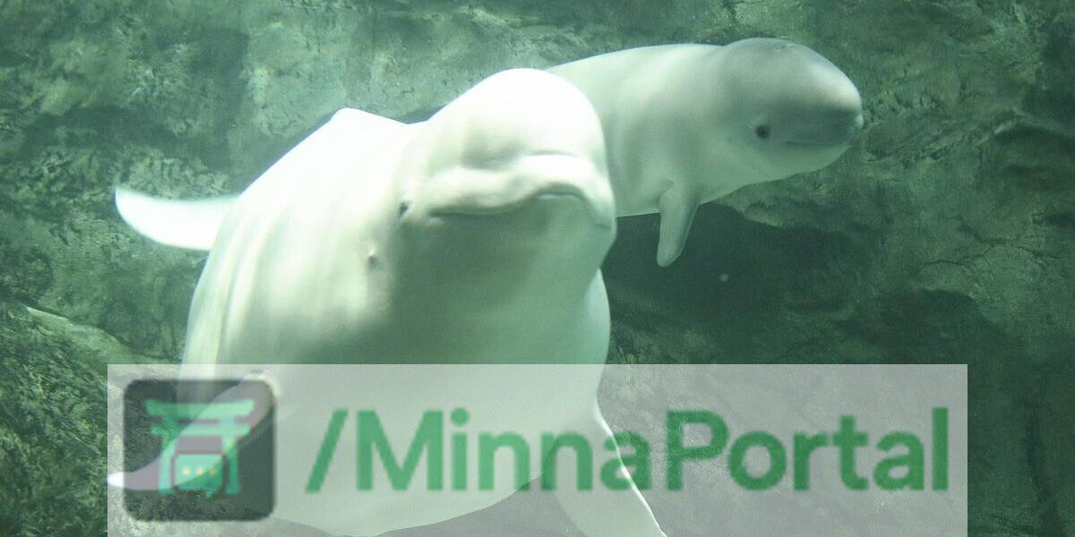 Beluga nasce e faz história no Japão