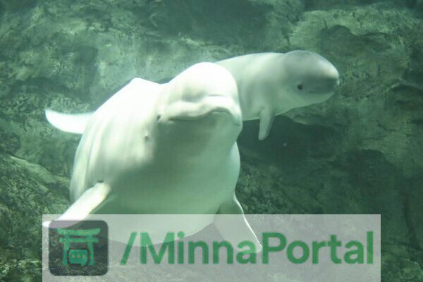 Beluga nasce e faz história no Japão